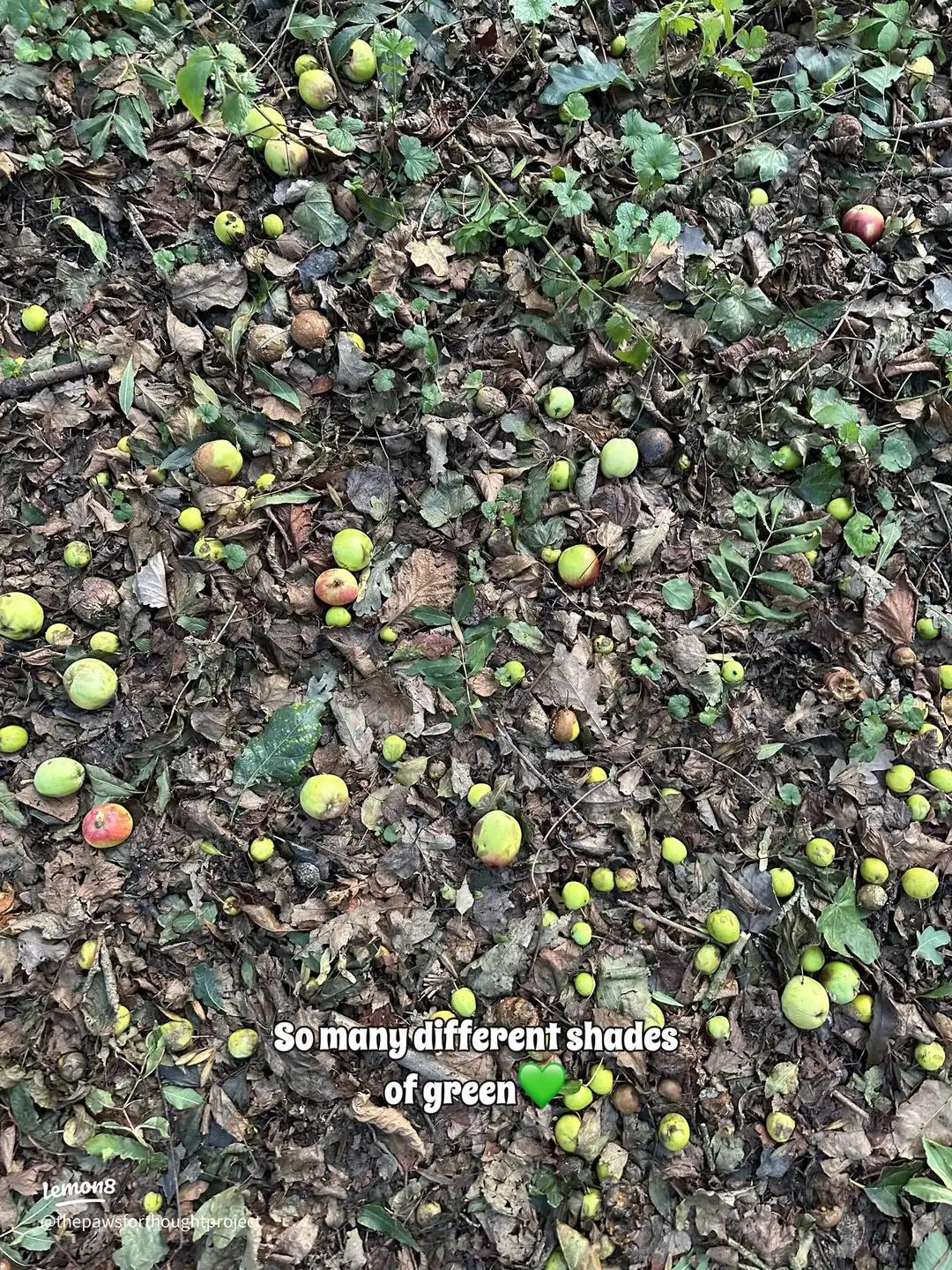 Swipe for autumn vibes 🍂 's images(4)