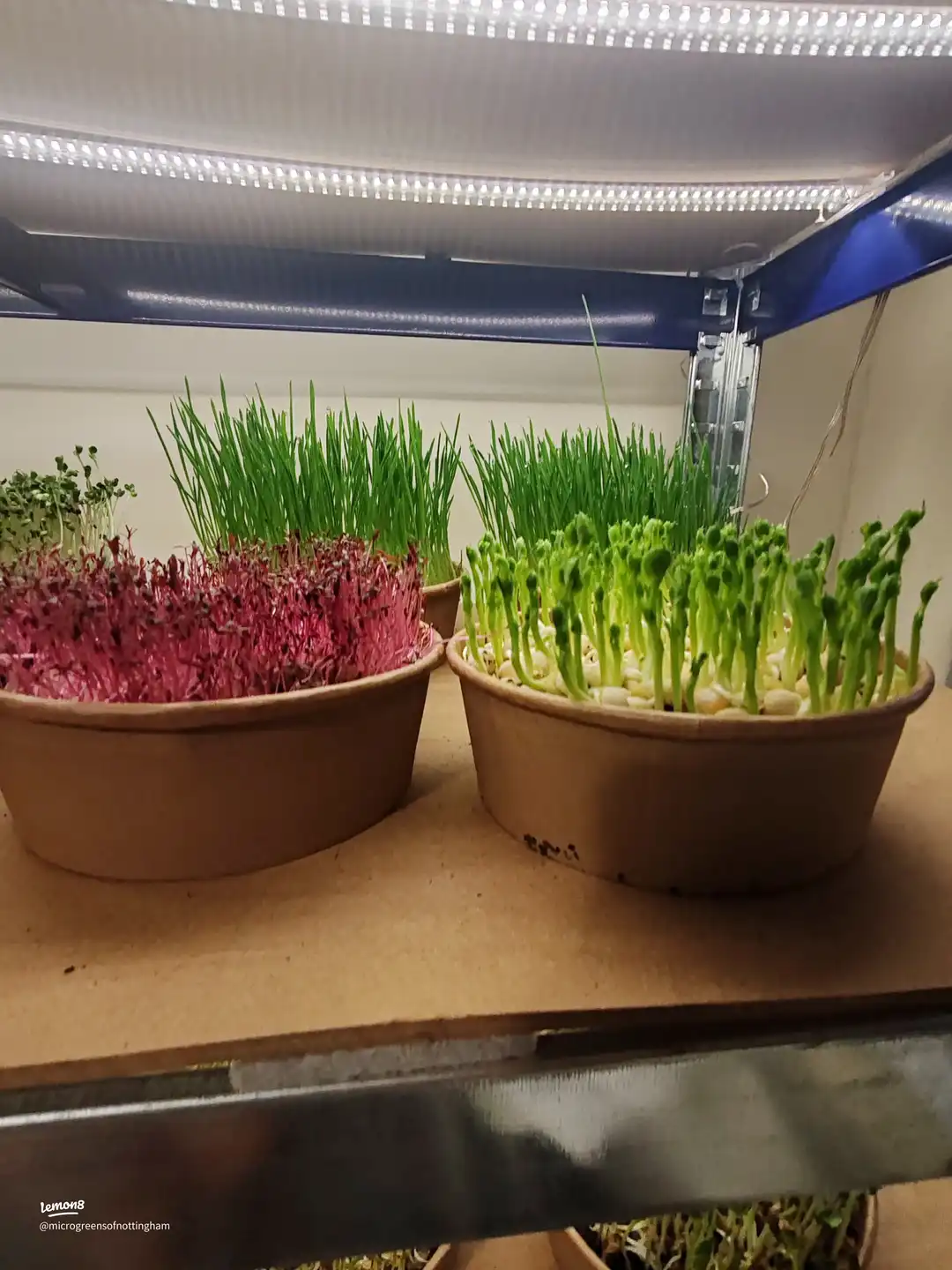 “Boost Your Meals with a Sprinkle of Micro Power 💥's images(3)