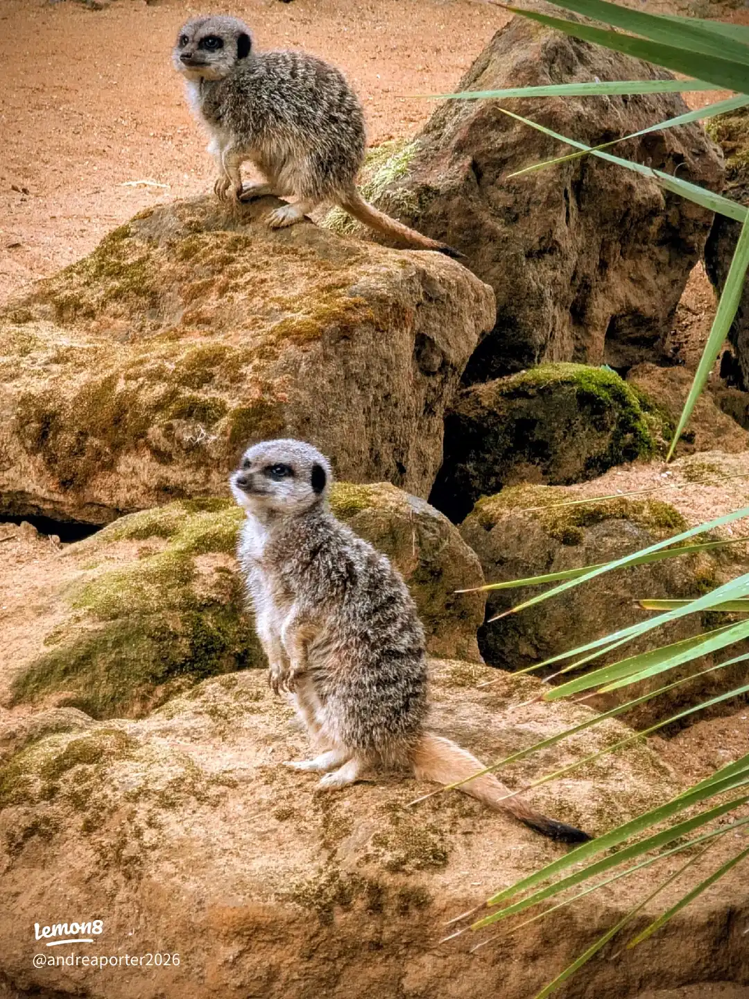 banham zoo trip 's images(9)