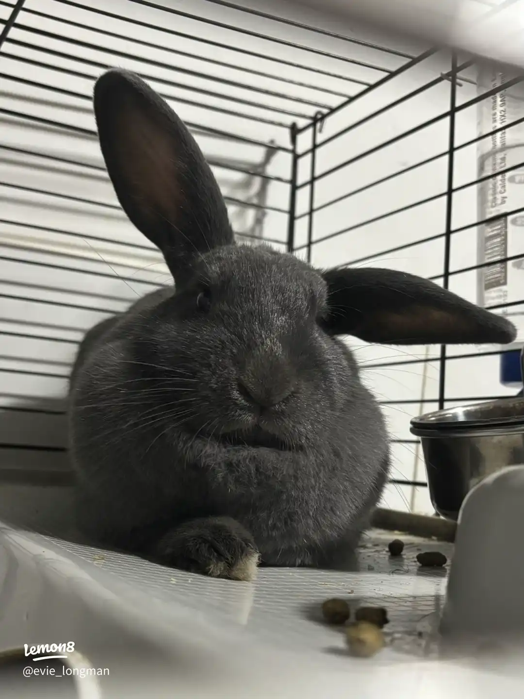 Meet Ash 😂😂's images(1)