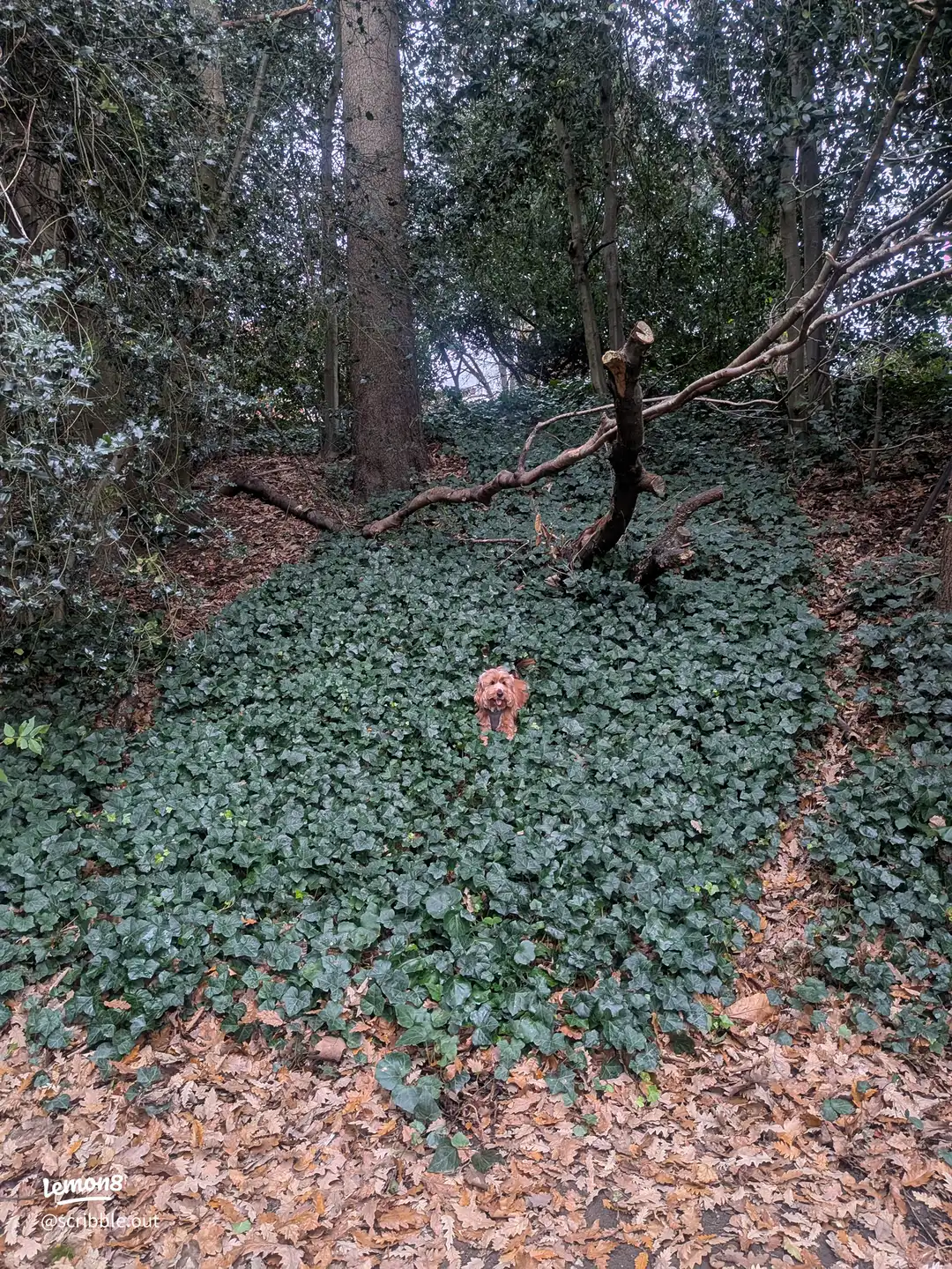 Ever feel like you’ve wandered off the path…'s images(0)