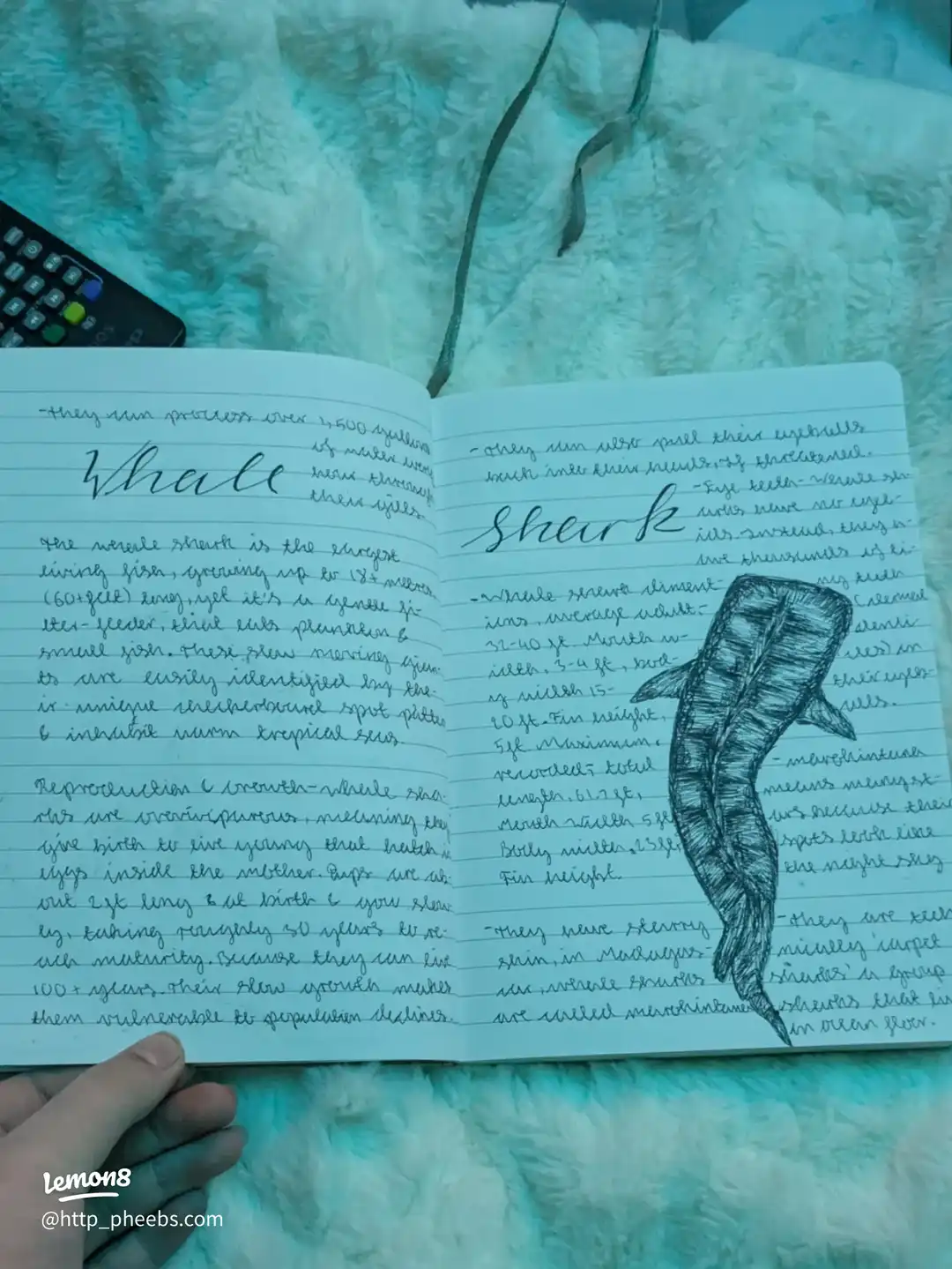my marine biology journal's images(4)