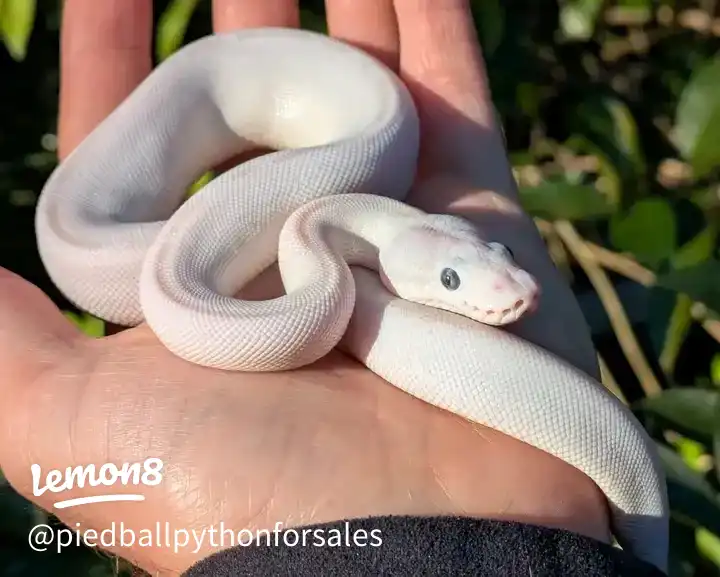 Ball python for adoption 's images(0)