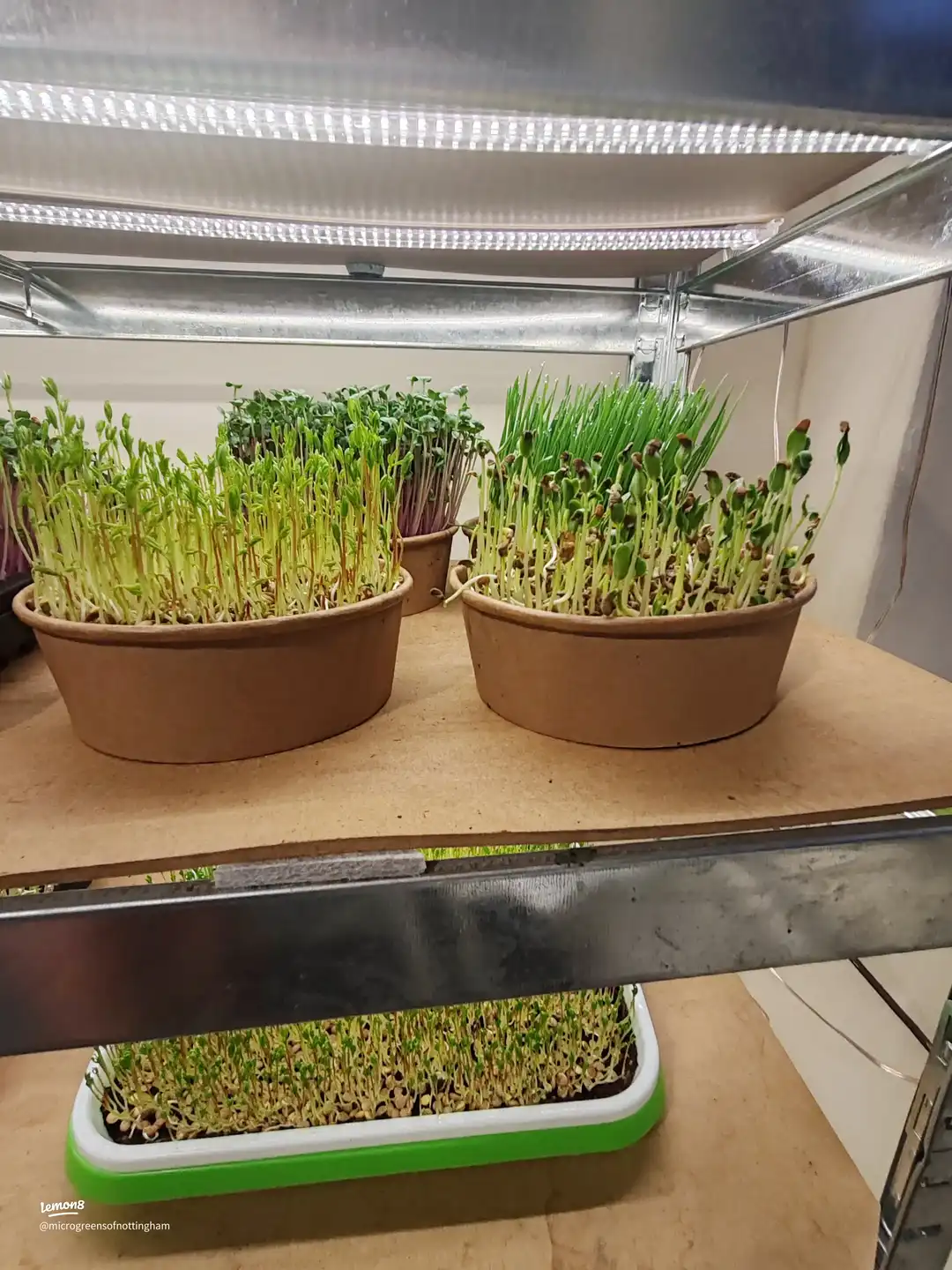 “Boost Your Meals with a Sprinkle of Micro Power 💥's images(4)