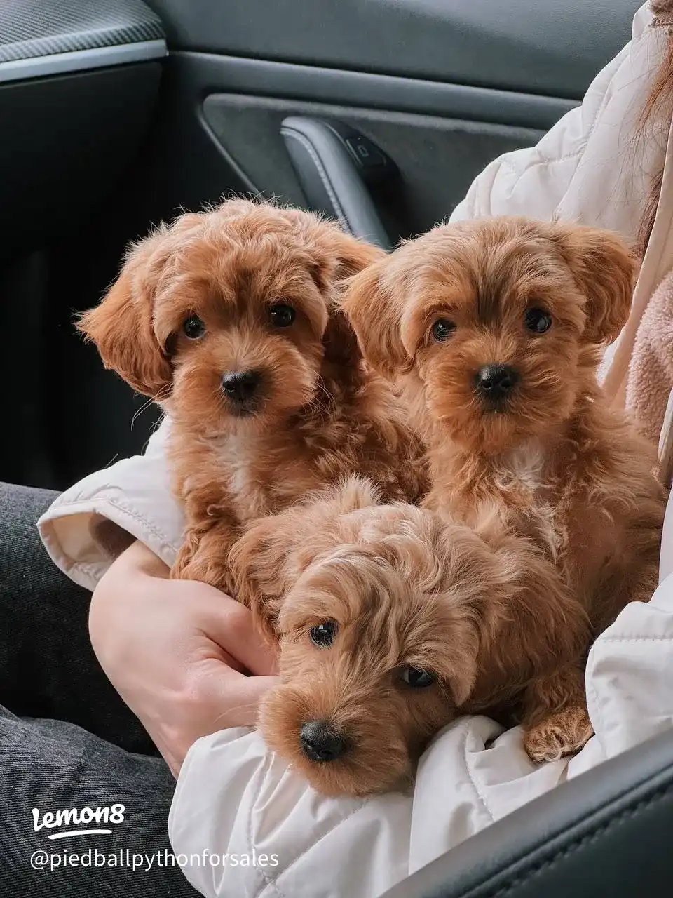 available for adoption 's images(2)