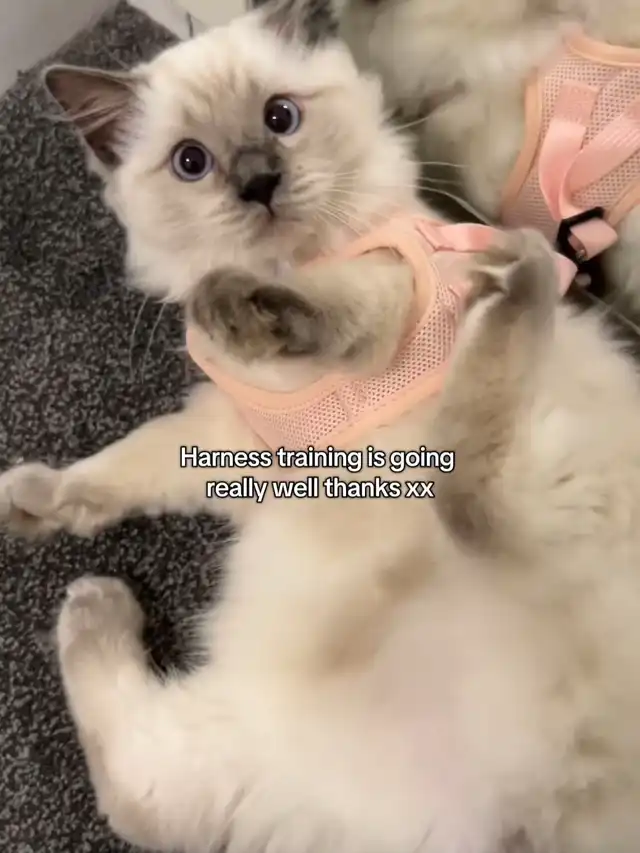 Suchi the kitten vs harness 😅