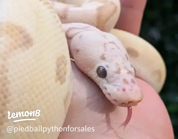 available for adoption 's images(1)