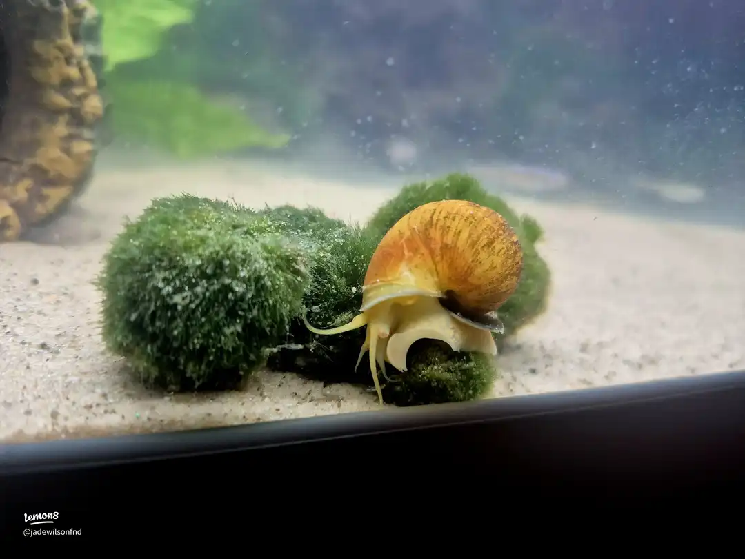 my pets 🥰🫶's images(4)