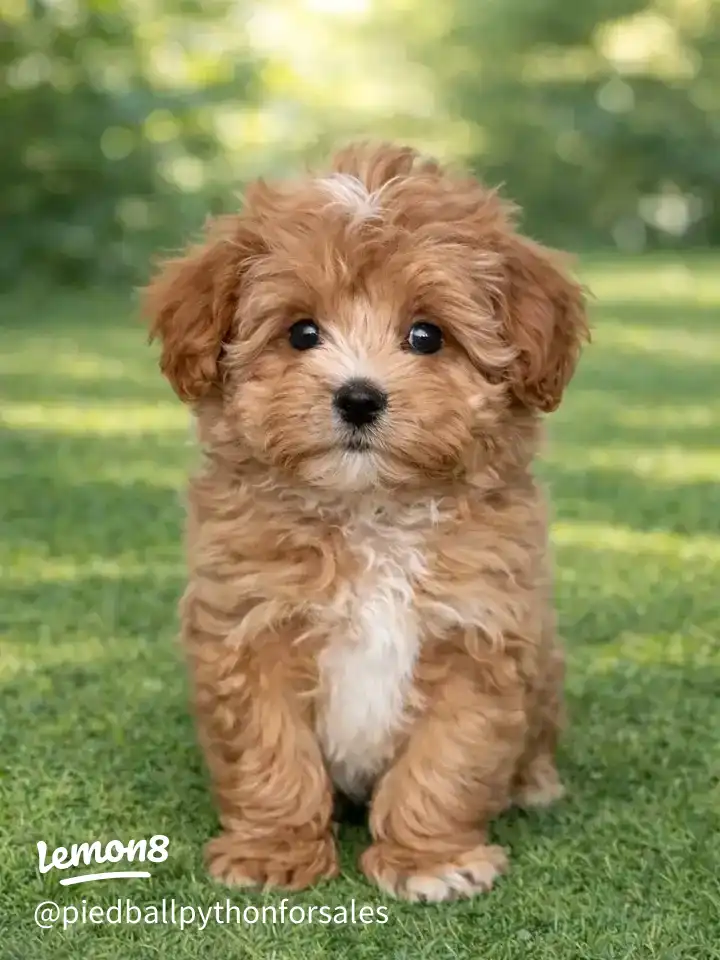 Maltipoo puppy for adoption 's images(1)