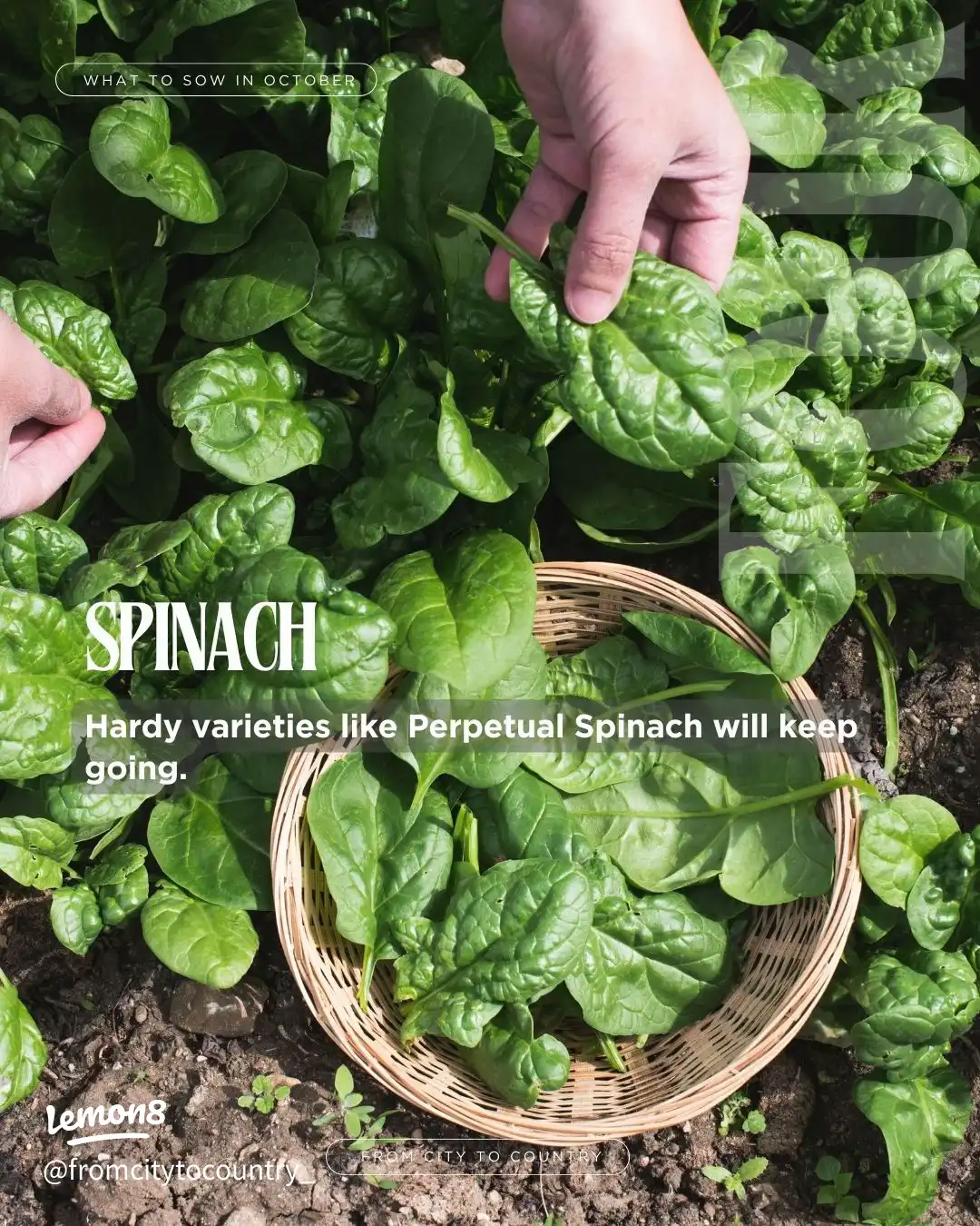 Vegetable & Herb Seeds to Sow in October 🌱🍂 USDA Z's images(4)