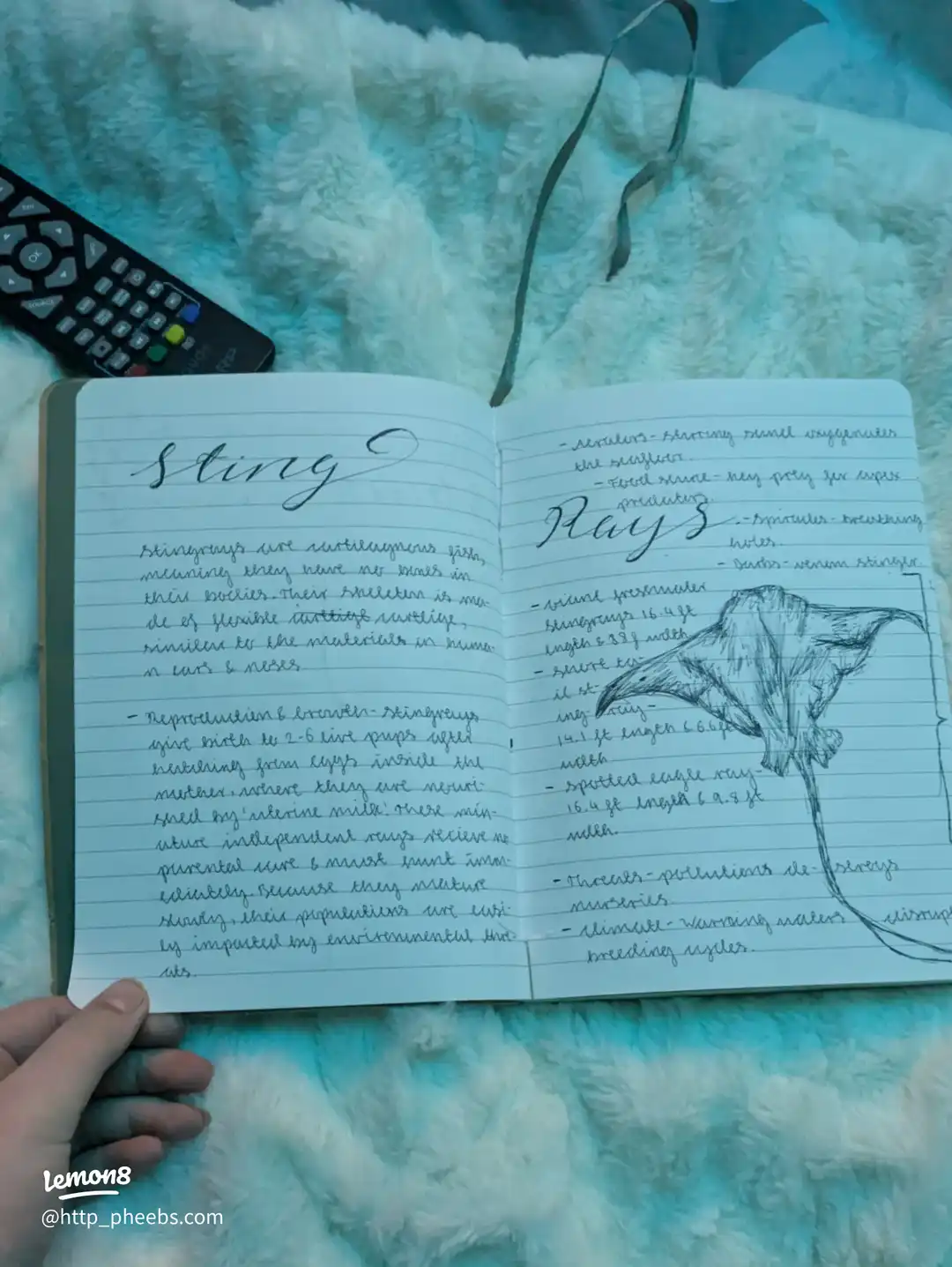 my marine biology journal's images(2)