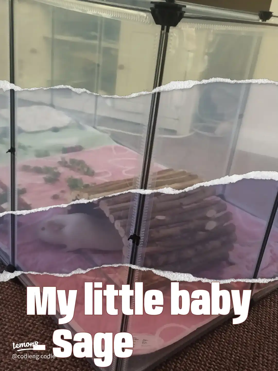 My little baby - Sage's images(0)