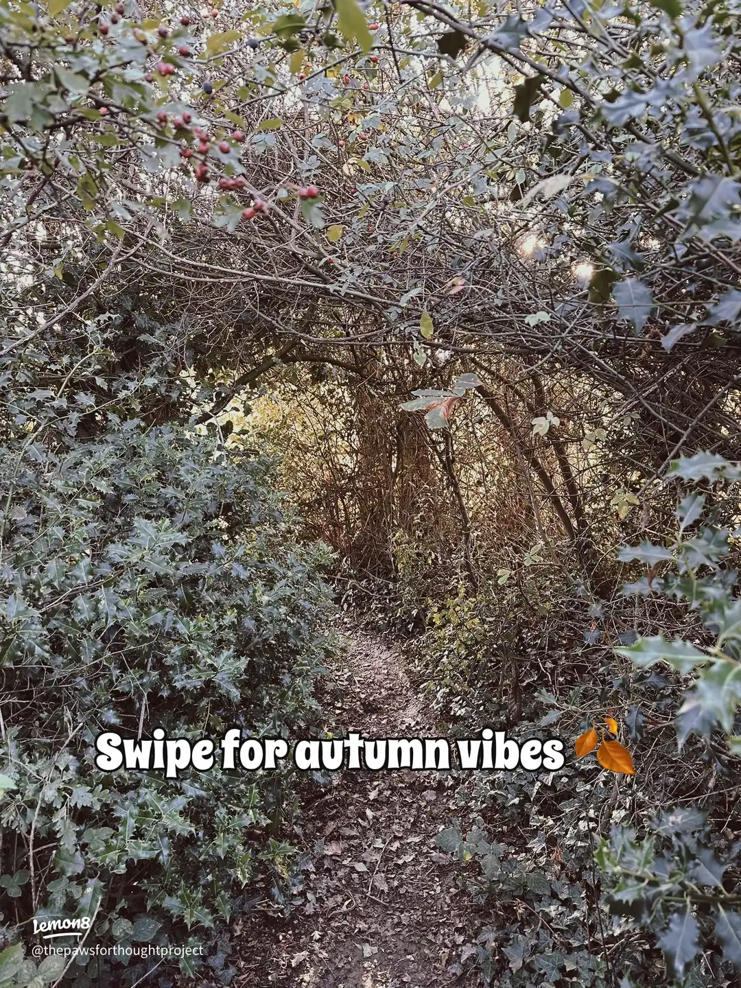 Swipe for autumn vibes 🍂 's images(0)